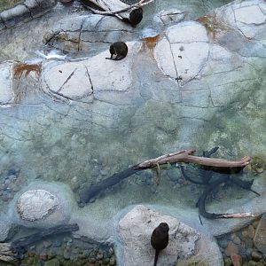 Lost Forest - Ituri Forest - African Spot-necked Otter and Others Exhibit