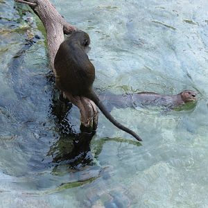 Lost Forest - Ituri Forest - African Spot-necked Otter and Others Exhibit -