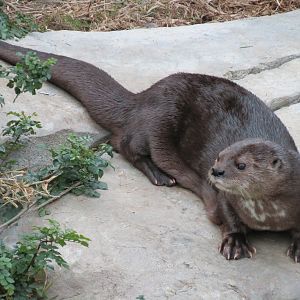 Lost Forest - Ituri Forest - African Spot-necked Otter and Others Exhibit