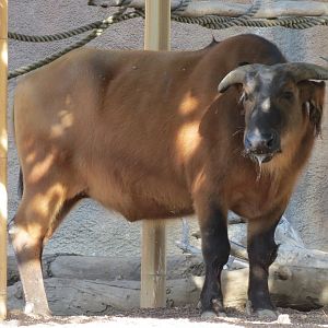Lost Forest - Ituri Forest - Forest Buffalo and Others Exhibit