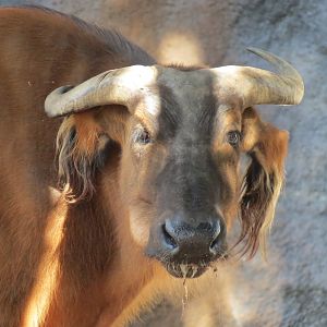 Lost Forest - Ituri Forest - Forest Buffalo and Others Exhibit