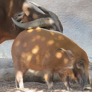 Lost Forest - Ituri Forest - Forest Buffalo and Others Exhibit