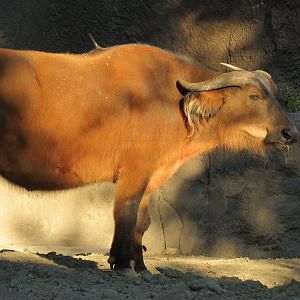 Lost Forest - Ituri Forest - Forest Buffalo and Others Exhibit