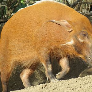 Lost Forest - Ituri Forest - Forest Buffalo and Others Exhibit - Red River