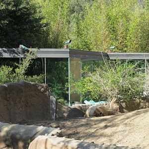 Lost Forest - Ituri Forest - Forest Buffalo and Others Exhibit