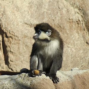 Lost Forest - Ituri Forest - Forest Buffalo and Others Exhibit - Schmidt's