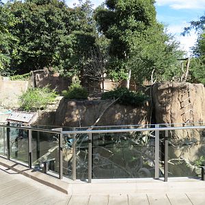 Lost Forest - Ituri Forest - Forest Buffalo and Others Exhibit