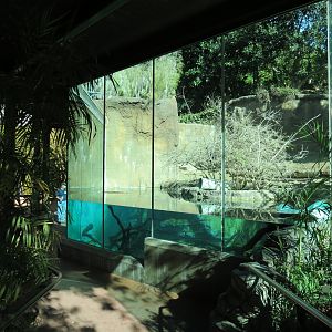 Lost Forest - Ituri Forest - Forest Buffalo and Others Exhibit