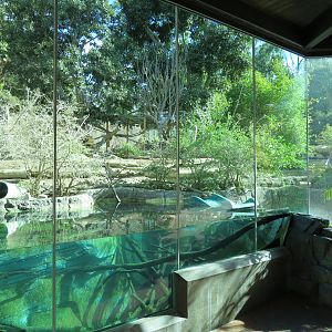 Lost Forest - Ituri Forest - Forest Buffalo and Others Exhibit