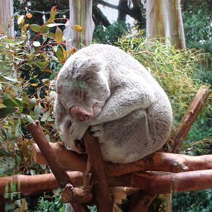 Sleeping Koala