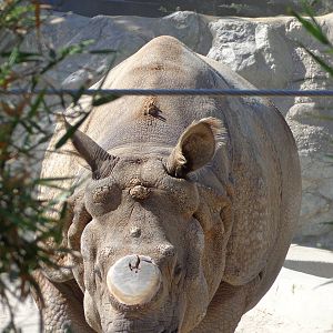 Greater One-Horned Rhinoceros #1