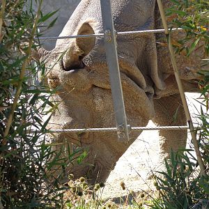 Greater One-Horned Rhinoceros #2