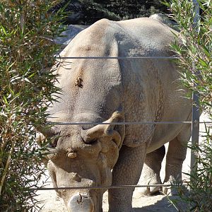 Greater One-Horned Rhinoceros #3