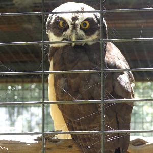 Spectacled Owl