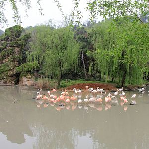 The flamingo exhibit