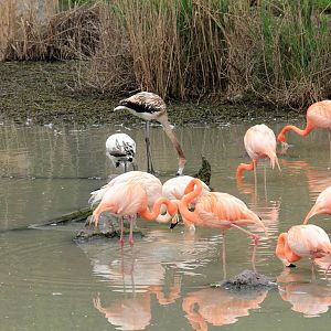 The flamingo exhibit