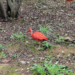Scarlet ibis exhibit