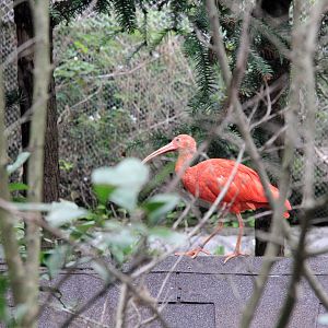 Scarlet ibis exhibit