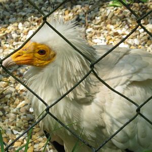 Male Egyptian Vulture