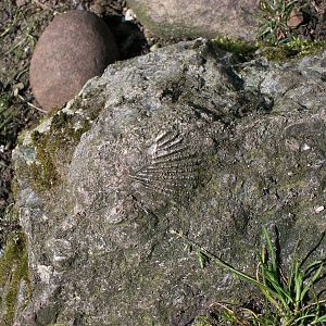 Fossil in rock in penguin exhibit, 17th May 2014