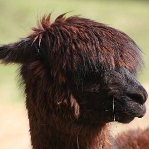 Brownie, 16th May 2014