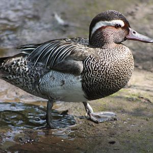 Garganey, 16th May 2014
