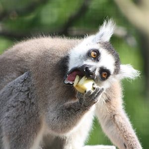 Ring-tailed Lemur, 16th May 2014