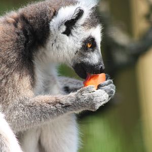 Ring-tailed Lemur, 16th May 2014