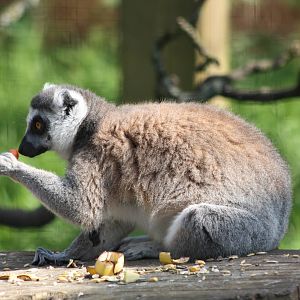 Ring-tailed Lemur, 17th May 2014
