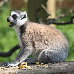 Ring-tailed Lemur, 17th May 2014