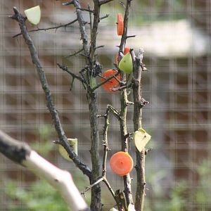 Ring-tailed Lemur enrichment, 18th May 2014