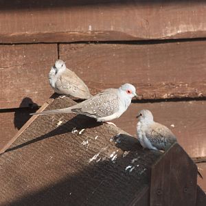 Diamond Doves, 18th May 2014