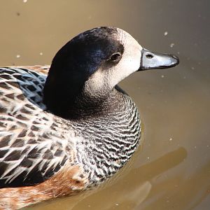 Chiloe Wigeon, 18th May 2014