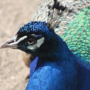 Indian Peacock, 18th May 2014