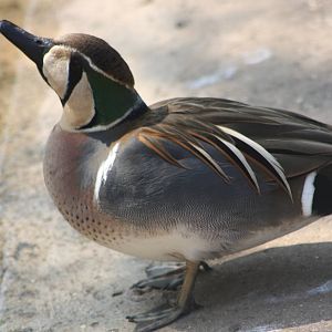 Baikal Teal, 18th May 2014