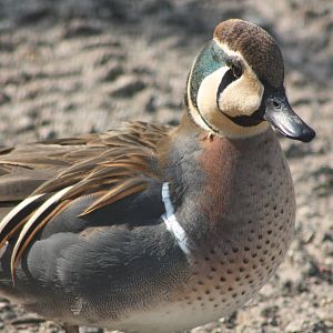 Baikal Teal, 18th May 2014