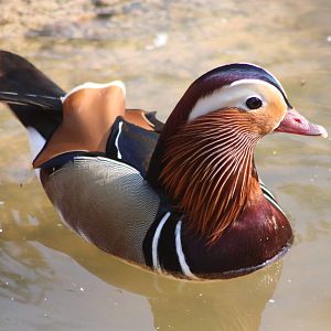 Mandarin drake, 18th May 2014
