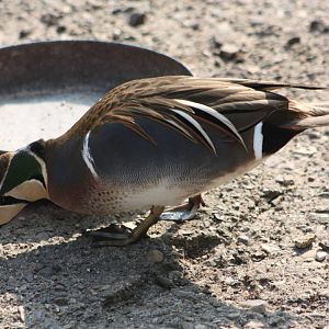 Baikal Teal, 18th May 2014