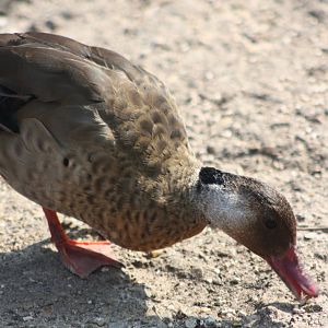 Brazilian Teal, 18th May 2014