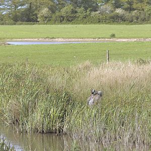 Common crane on nest