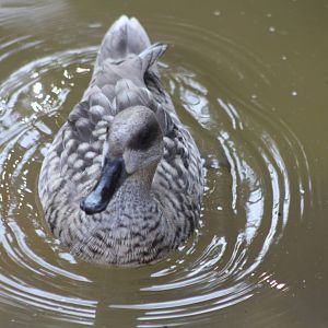 Marbled Teal, 18th May 2014