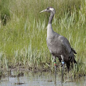 Common crane Monty