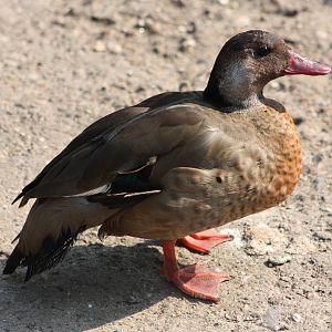 Brazilian Teal, 18th May 2014