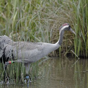 Common crane Monty
