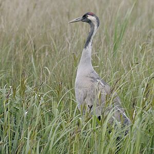 Common crane Monty