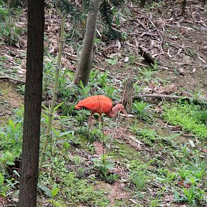 Scarlet ibis exhibit