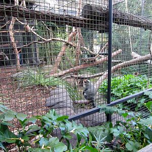 Debrazza Guenon cage