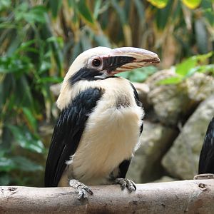 Tarictic hornbill/ Penelopides panini