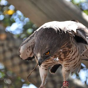 Short-toed eagle/ Circaetus gallicus