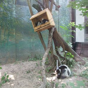Black-and-white ruffed lemur